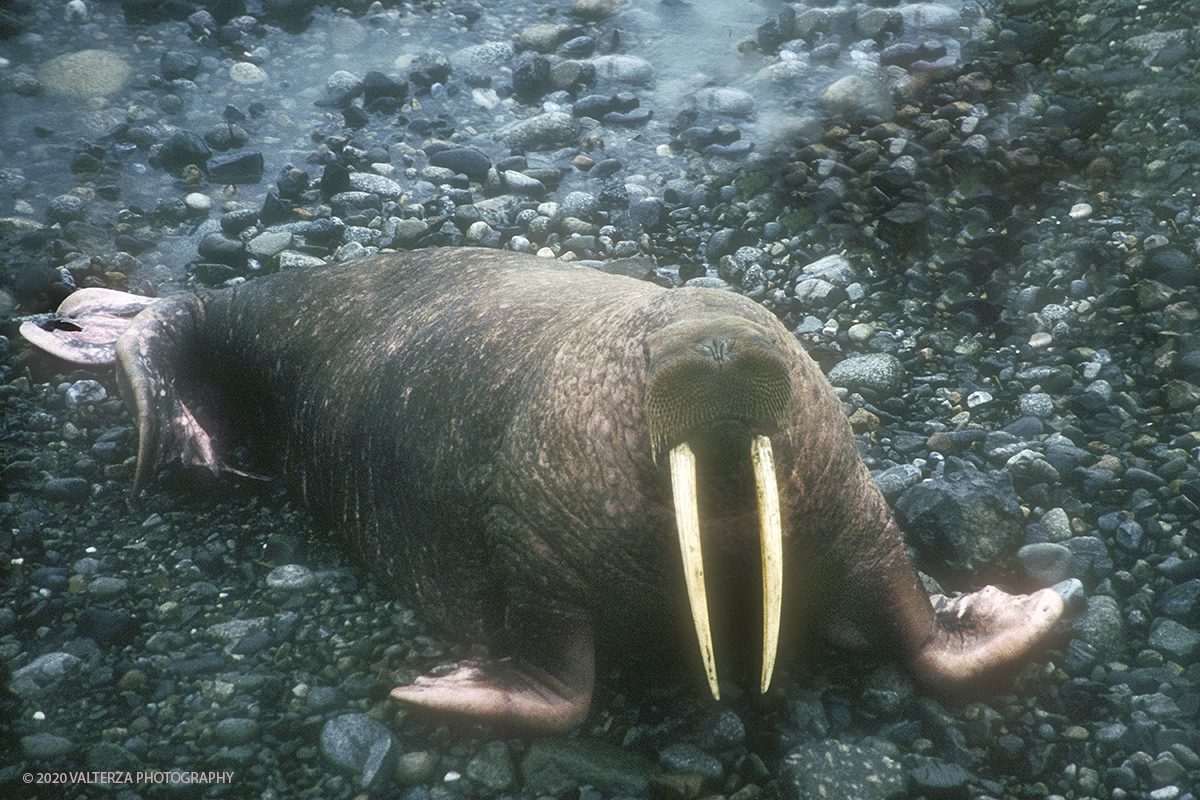 106 SIBERIA.jpg - Luglio/Agosto 1992. Siberia, terra dei Chukchi. Nell'oceano artico  125 Km a nord-est della penisola dei Chukchi (Siberia) c'Ã¨ l'isola di Wrangel, essa ospita piÃ¹ del doppio di specie vegetali (417) di qualsiasi territorio artico a paritÃ  di superficie nonchÃ¨ 30 specie diverse di uccelli oltre ad orsi polari, foche e trichechi ; per questo motivo   Ã¨ stata proclamata patrimonio dell'umanitÃ  dall'UNESCO. Nella foto isola di Wrangell colonia esemplare di tricheco a Cape Blossom nella parte nord-ovest dell'isola.